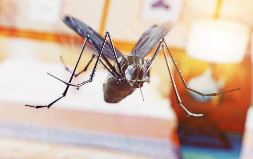 Se Debarrasser des Moucherons dans la Maison