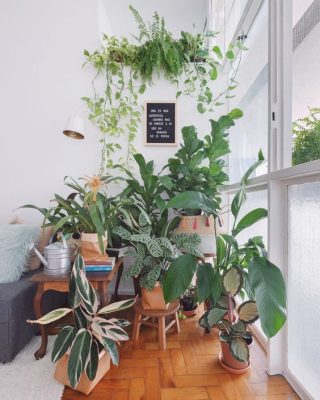 Une jungle urbaine dans un salon