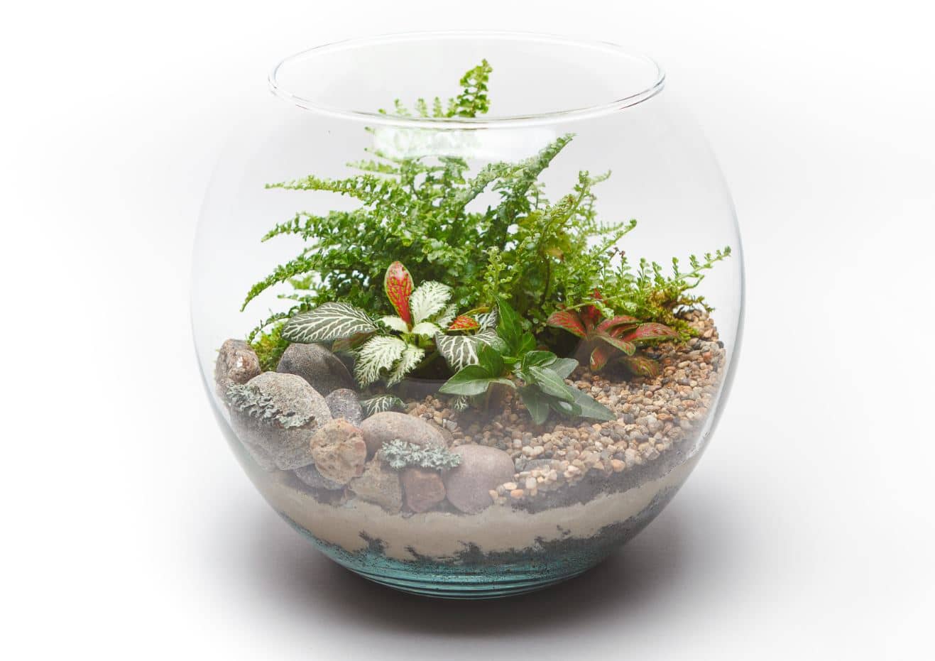 Fougère Terrarium