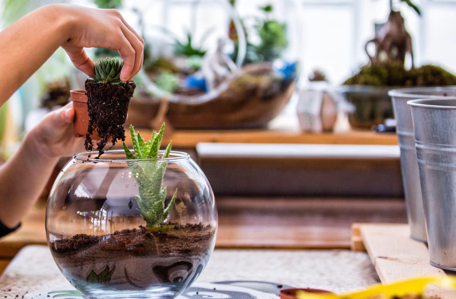 Terrarium 5 conseils à suivre pour entretenir votre jardin miniature