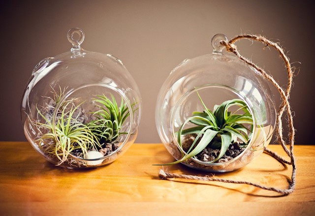 Tillandsias En Terrarium