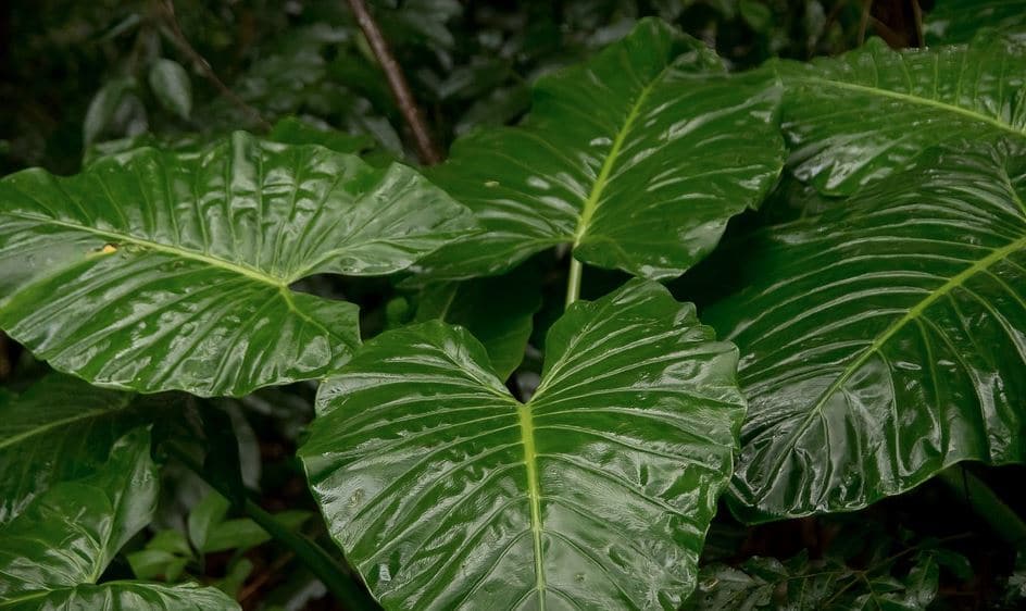 Alocasia