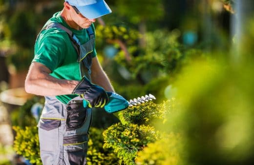 À épingler : Pourquoi élaguer les arbres et les végétaux ?