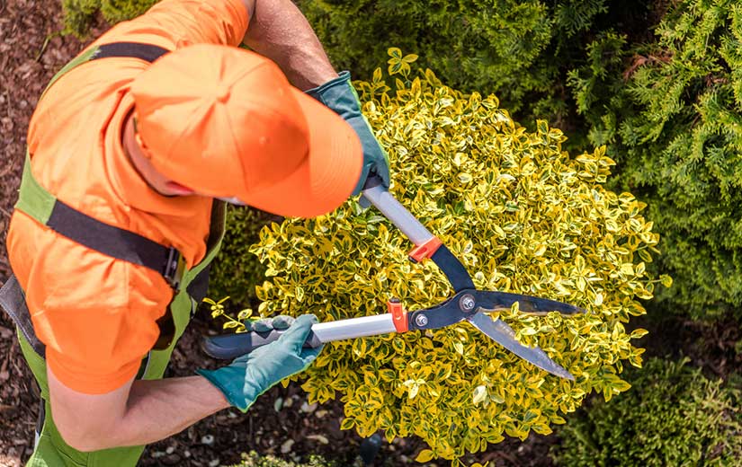 PARKSIDE Sécateur à Enclume pour Petites Branches Jardinage Outillage  Bricolage