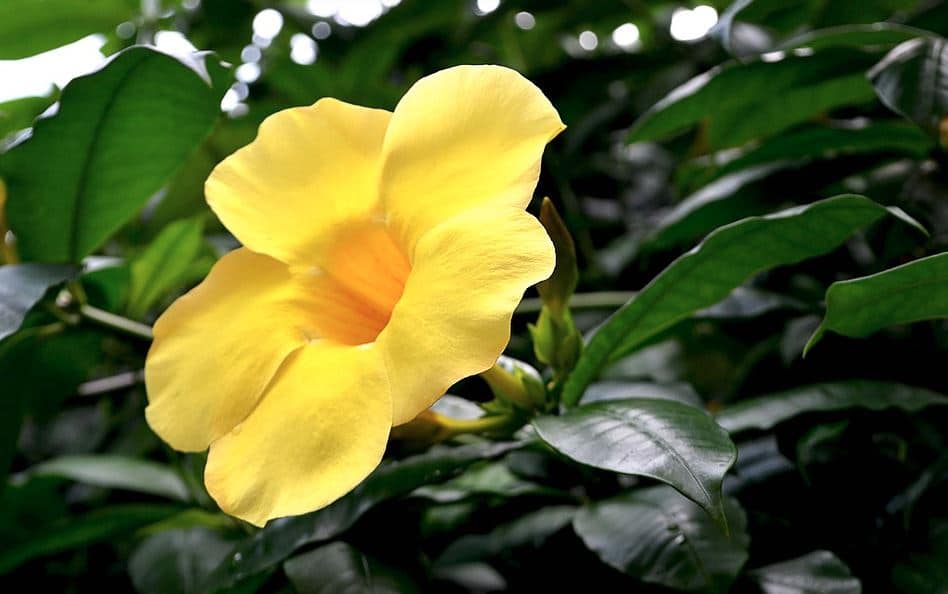 Allamanda