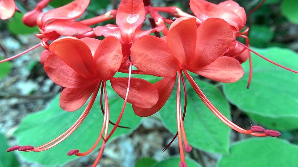 Clerodendron