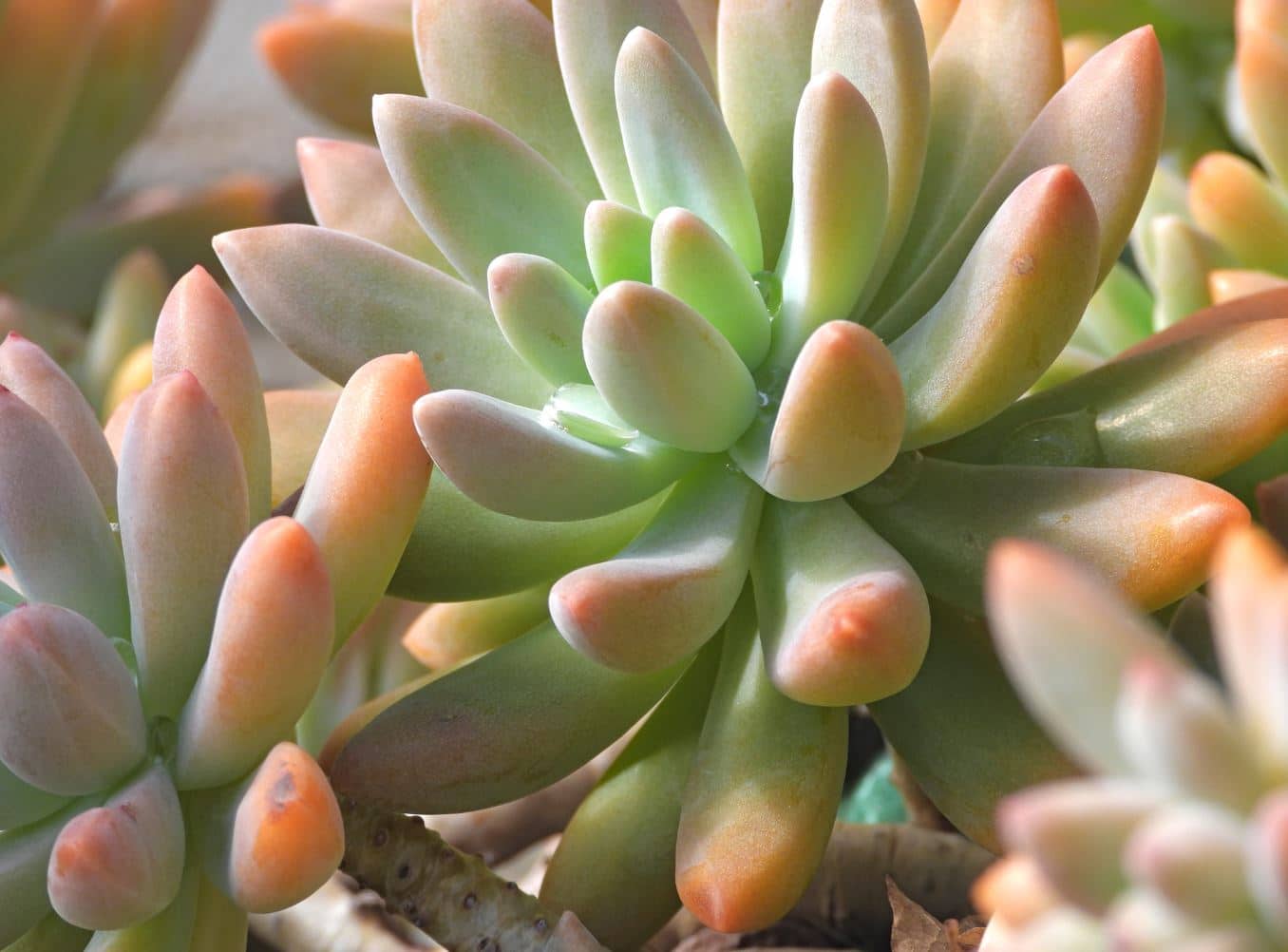 Mini plante grasse : Les 10 plus jolies pour votre déco ...