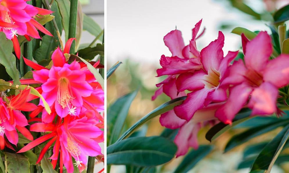 Plante grasse fleur rose : Le top 10 des plus jolies pour votre intérieur