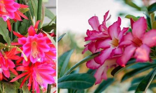 À épingler : 10 plantes grasses à fleurs roses
