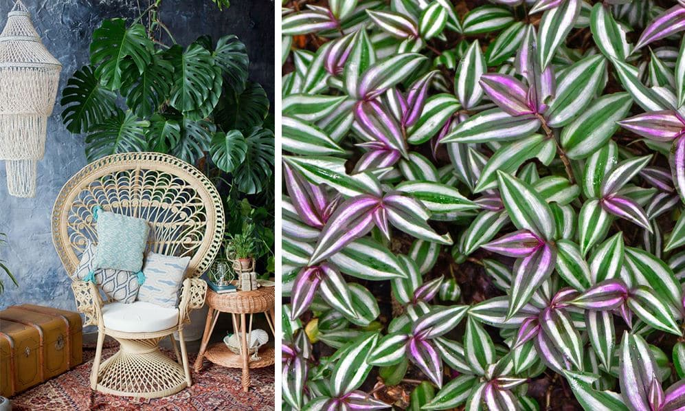 Plante grimpante d'intérieur : Le Top 20 des plus belles pour votre déco