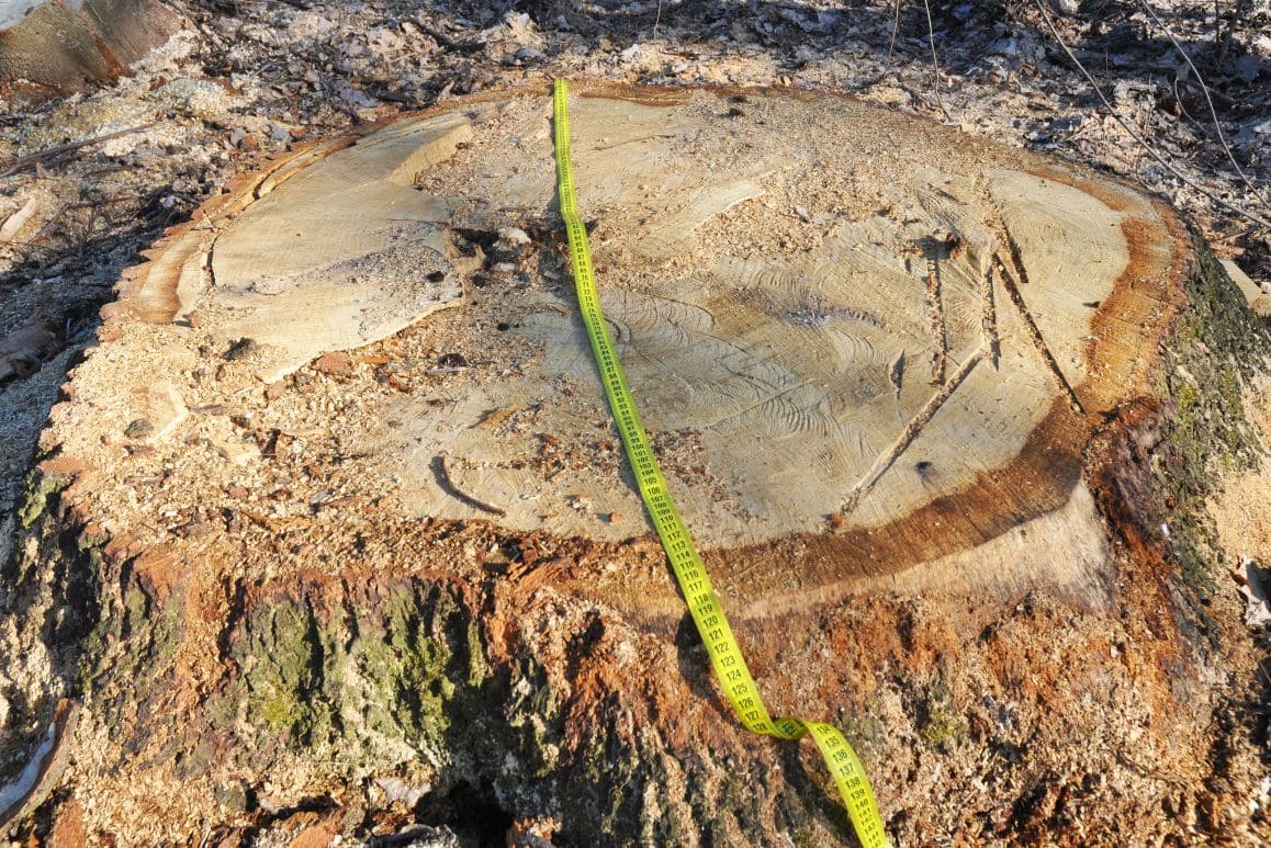 Abattre Arbre Autorisation