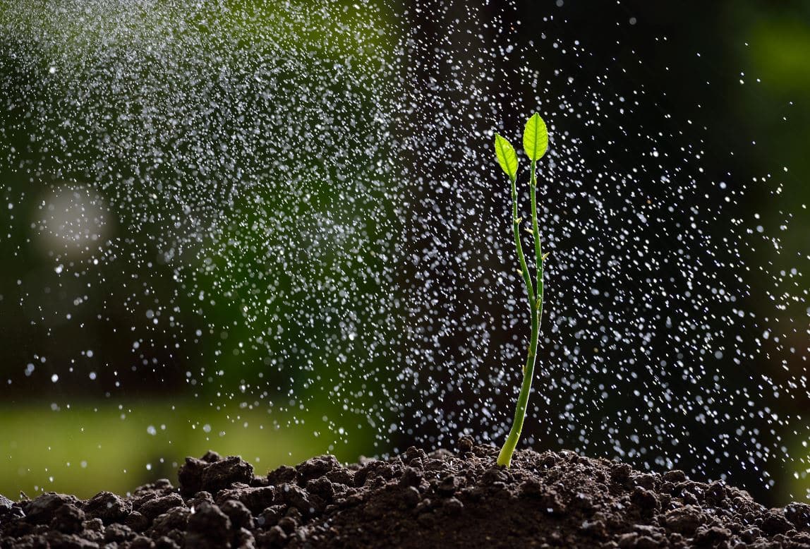 Arrosage Plantes