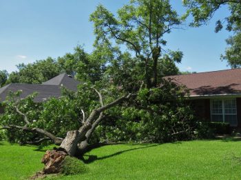 Comment Déraciner Un Arbre