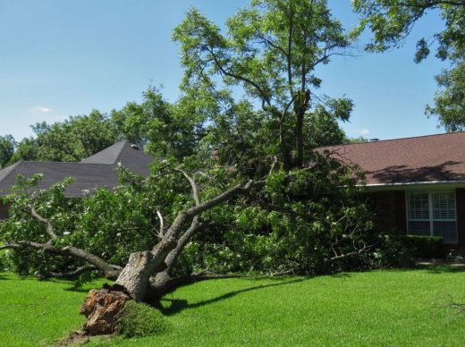 À épingler : Comment déraciner un arbre ?