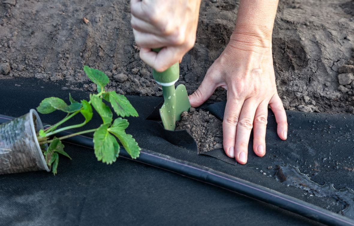 Comment Planter Fraisier