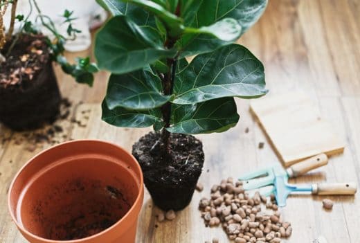 À épingler : Comment rempoter une plante d’intérieur ?
