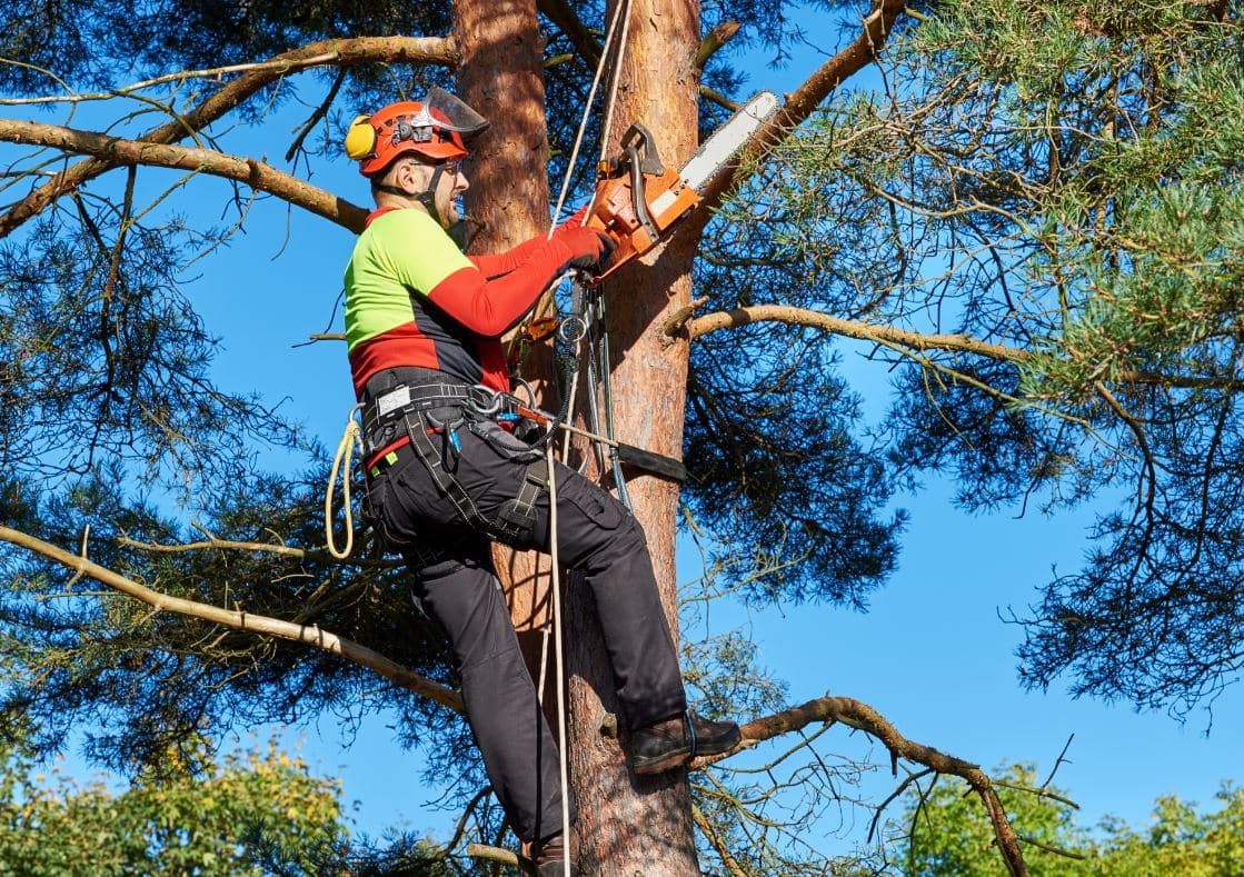 Elaguer Arbre Tronçonneuse