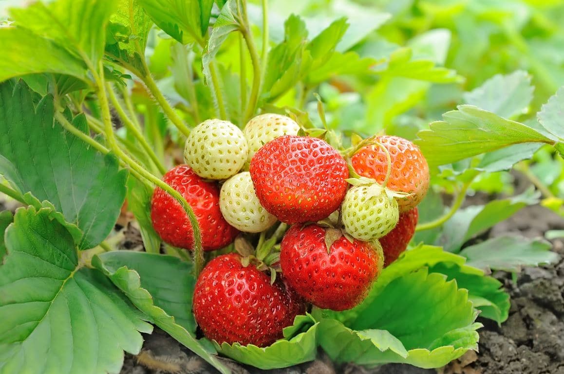 Fraisier Jardin Comment Arroser