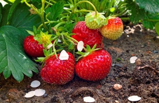 À épingler : Comment arroser les fraisiers ?