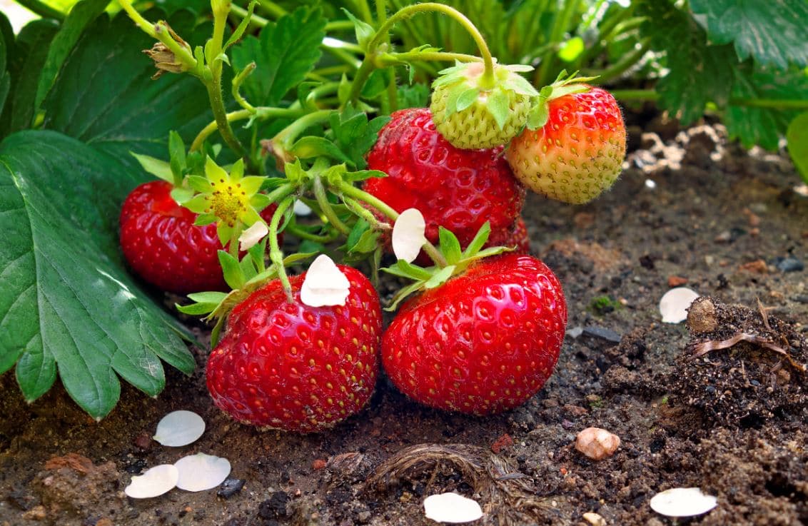 Fraisier Jardin Fraises