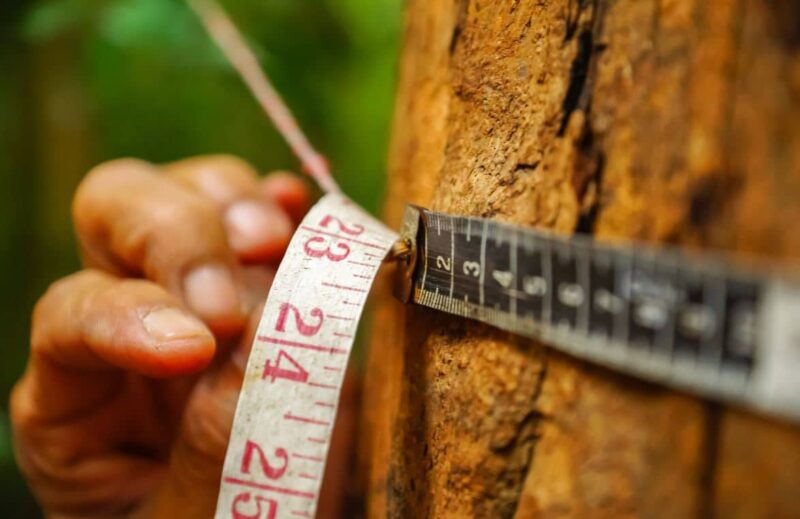 Mesurer un arbre Les méthodes et calculs pour évaluer sa hauteur — free download