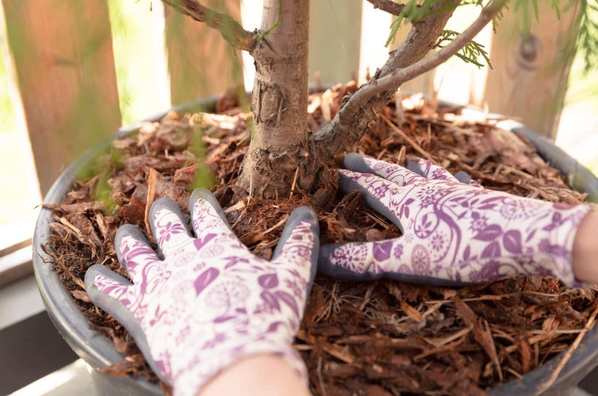 Paillage Protéger Plantes Hiver