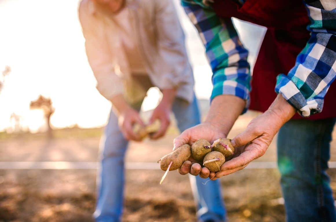 Guide complet : Planter ses Pommes de terre