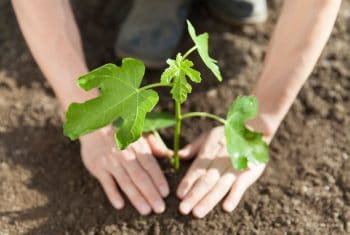 Planter Arbre Fruitier Quand Comment