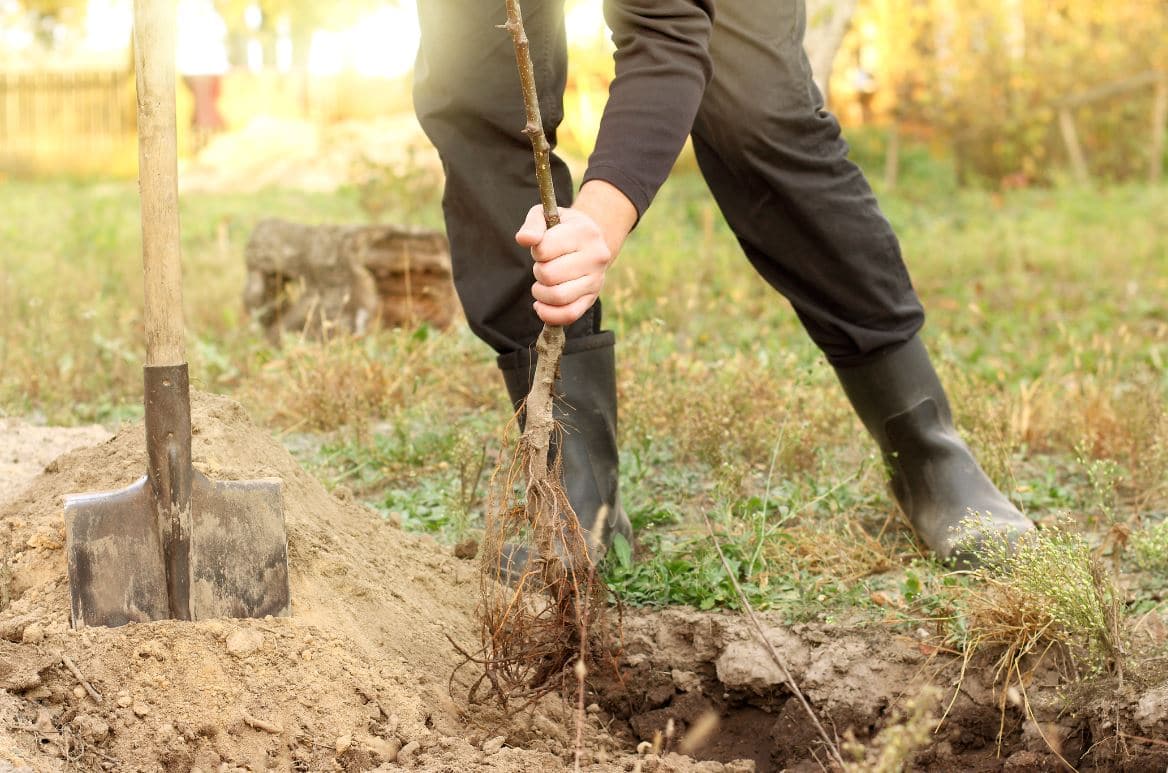 Planter Arbre Fruitier