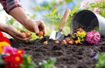 Planter Bulbes Tulipes Jardin