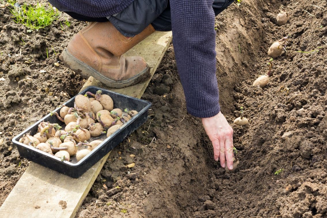 Planter Pommes De Terre Sans Effort