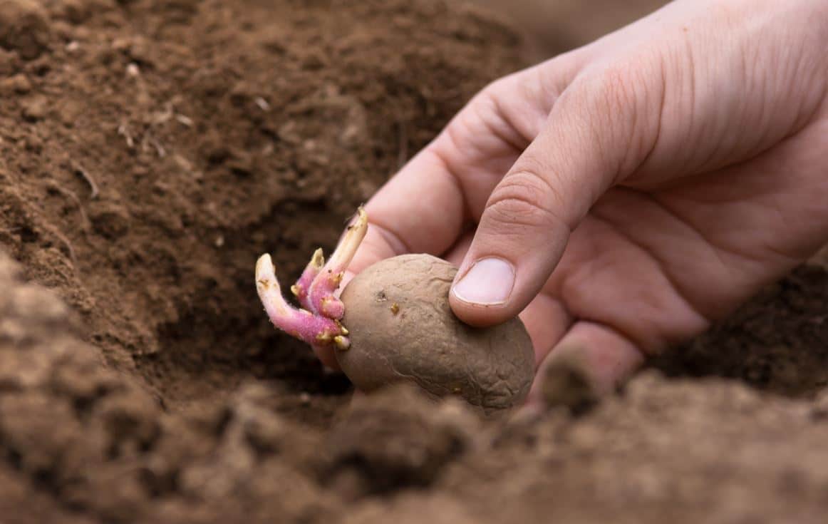 Planter Pommes De Terre