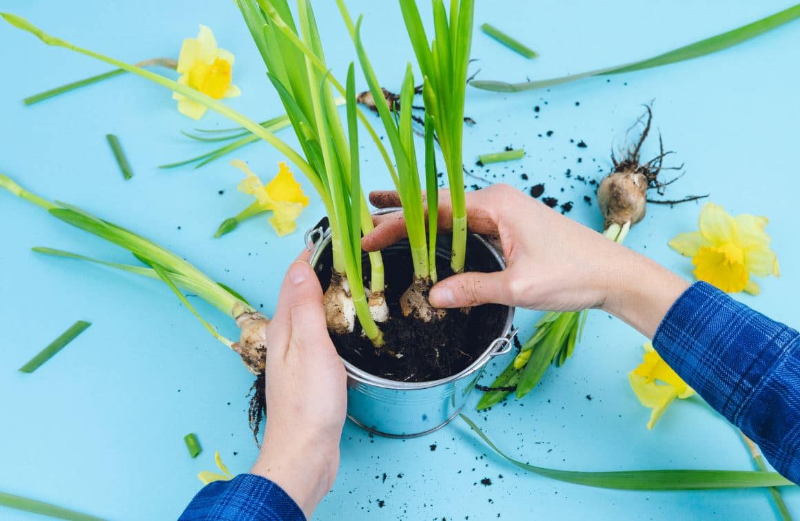 Planter Tulipes Pot