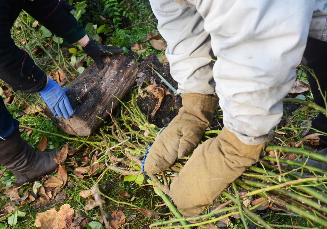 Protection Plantes Hiver