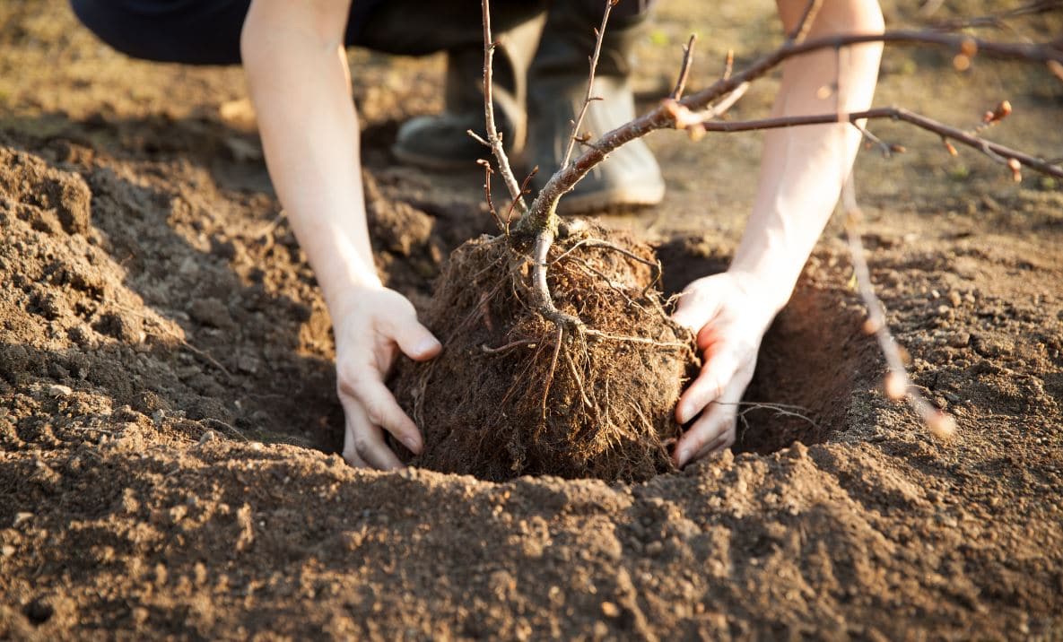 Quand Comment Planter Arbre Fruitier