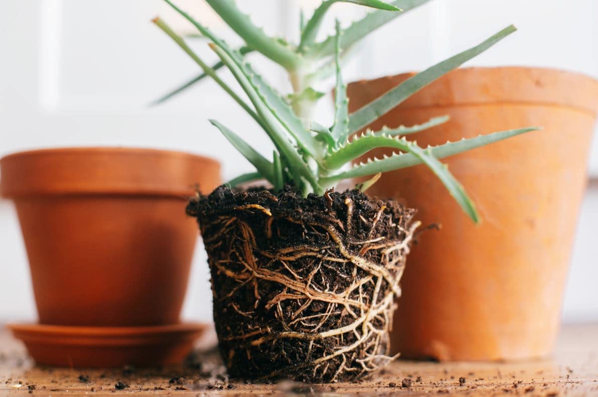 Quand Rempoter Plante Verte D'intérieur