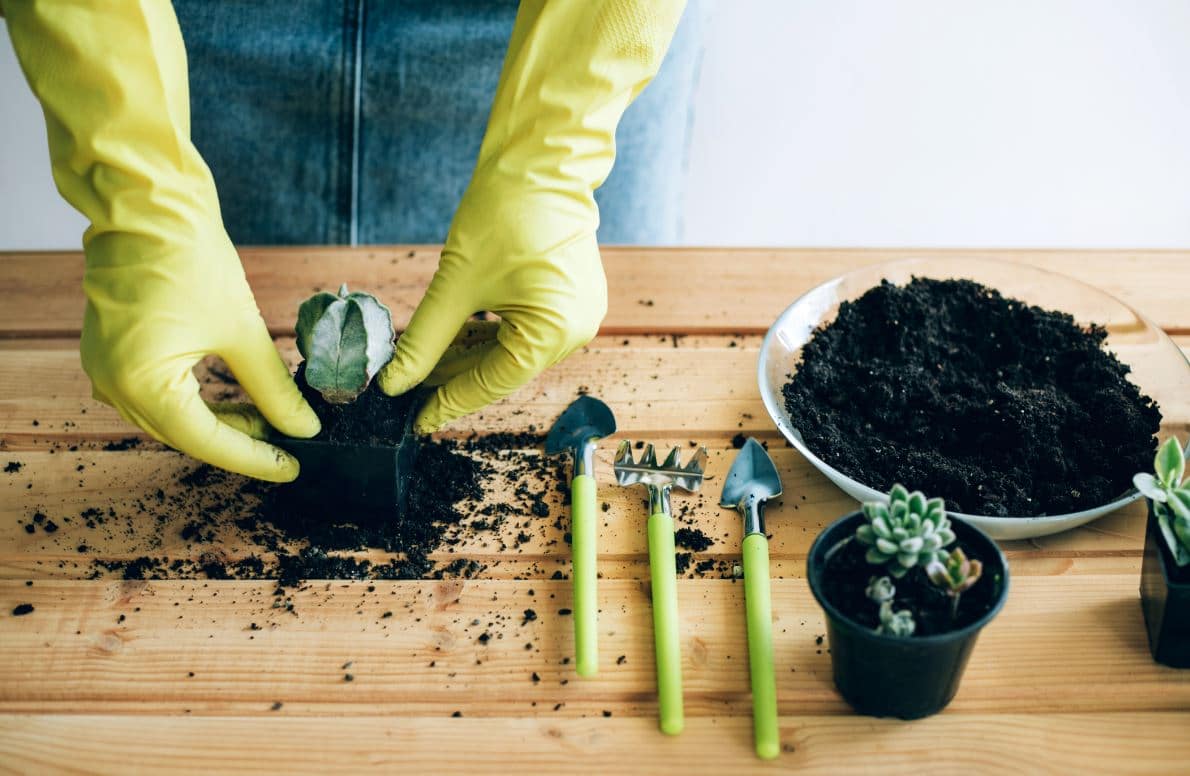 Rempoter Plante Grasse Comment