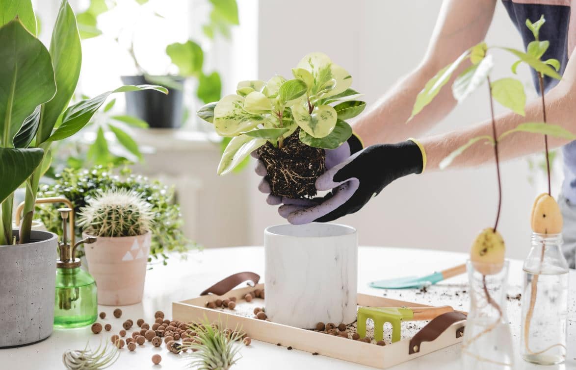 Rempoter les plantes d'intérieur : 7 astuces et conseils