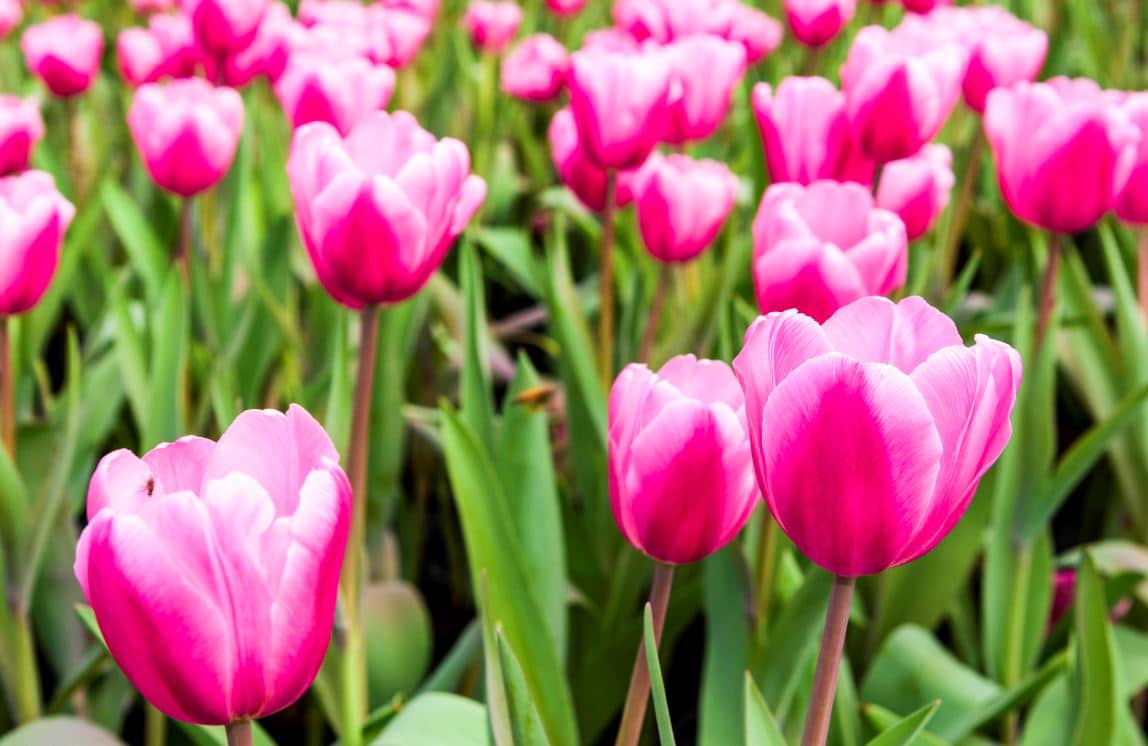 Tulipes Plantation Jardin