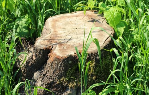 À épingler : Peut-on abattre un arbre sans autorisation ?