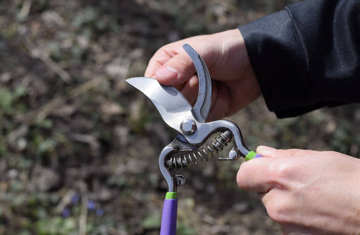 Affuter Outil Jardin Sécateur