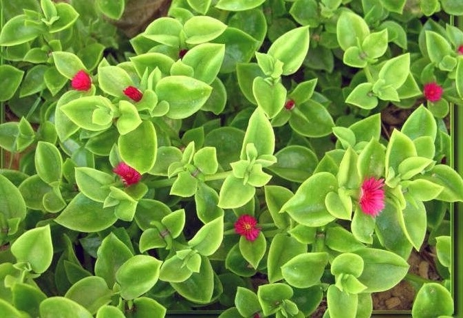 Liste de plantes grasses à fleur rouge : notre sélection des plus belles