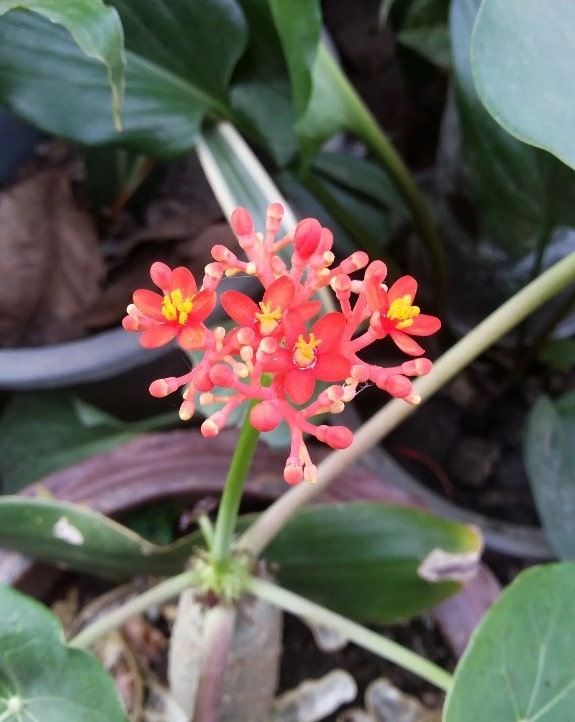 Baobab Jatropha Podagrica 