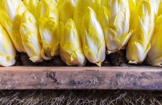 À épingler : Culture des endives en cave : comment faire ?