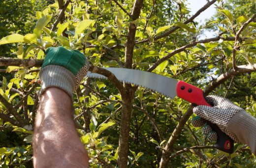 À épingler : Qui doit élaguer les arbres : propriétaire ou locataire ?