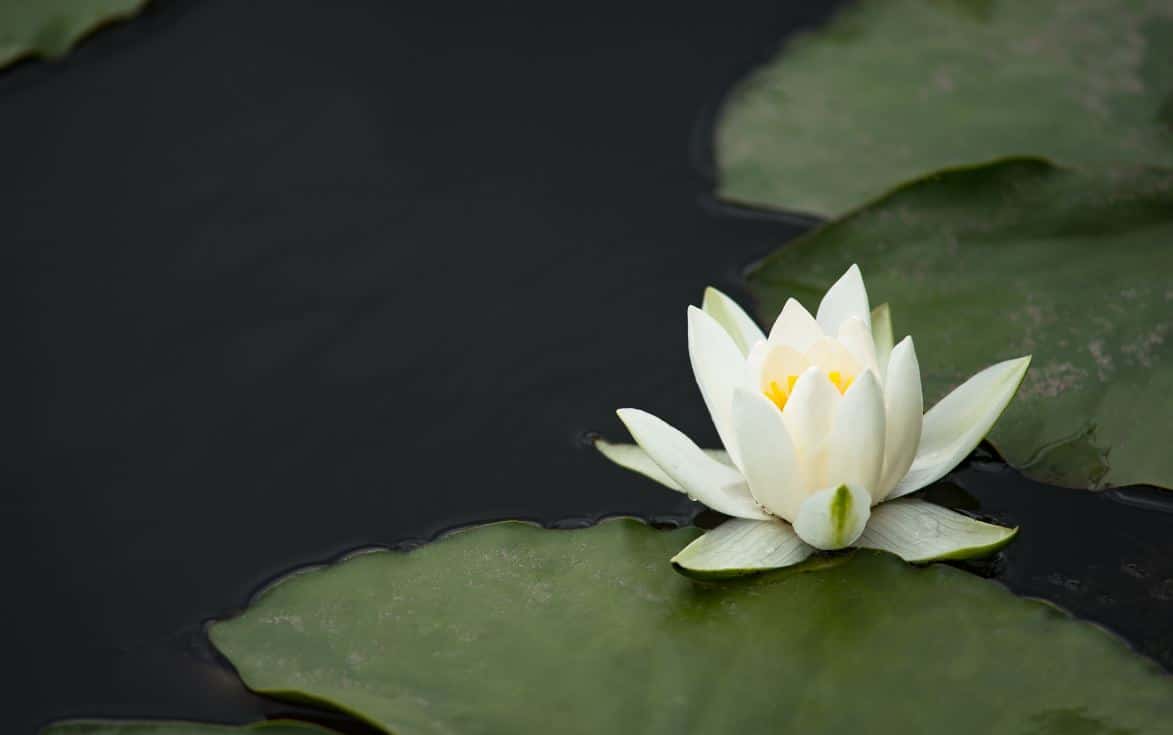 Entretien Plantes Aquatiques Eau