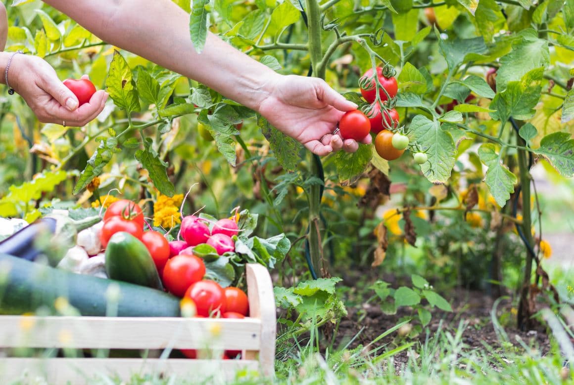 Jardin Tomates Mai