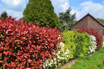 La Taille Des Photinias