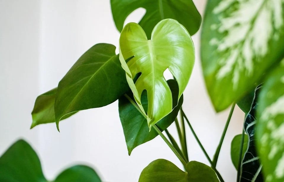 Le Monstera