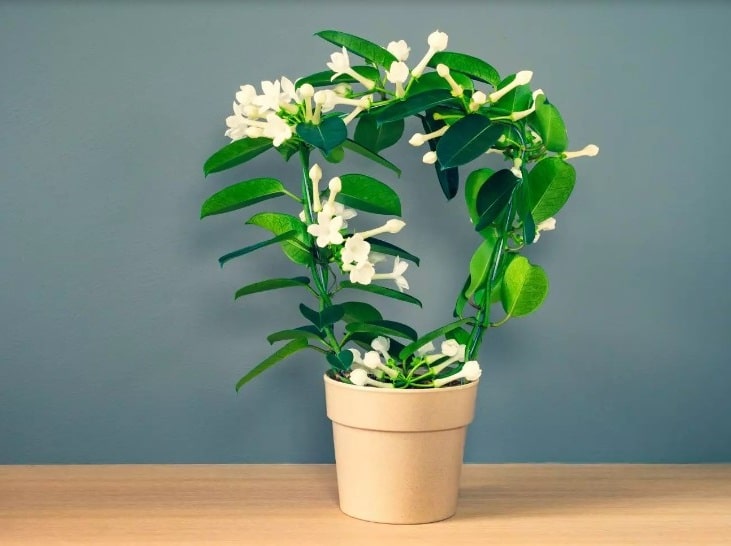 Le Stephanotis